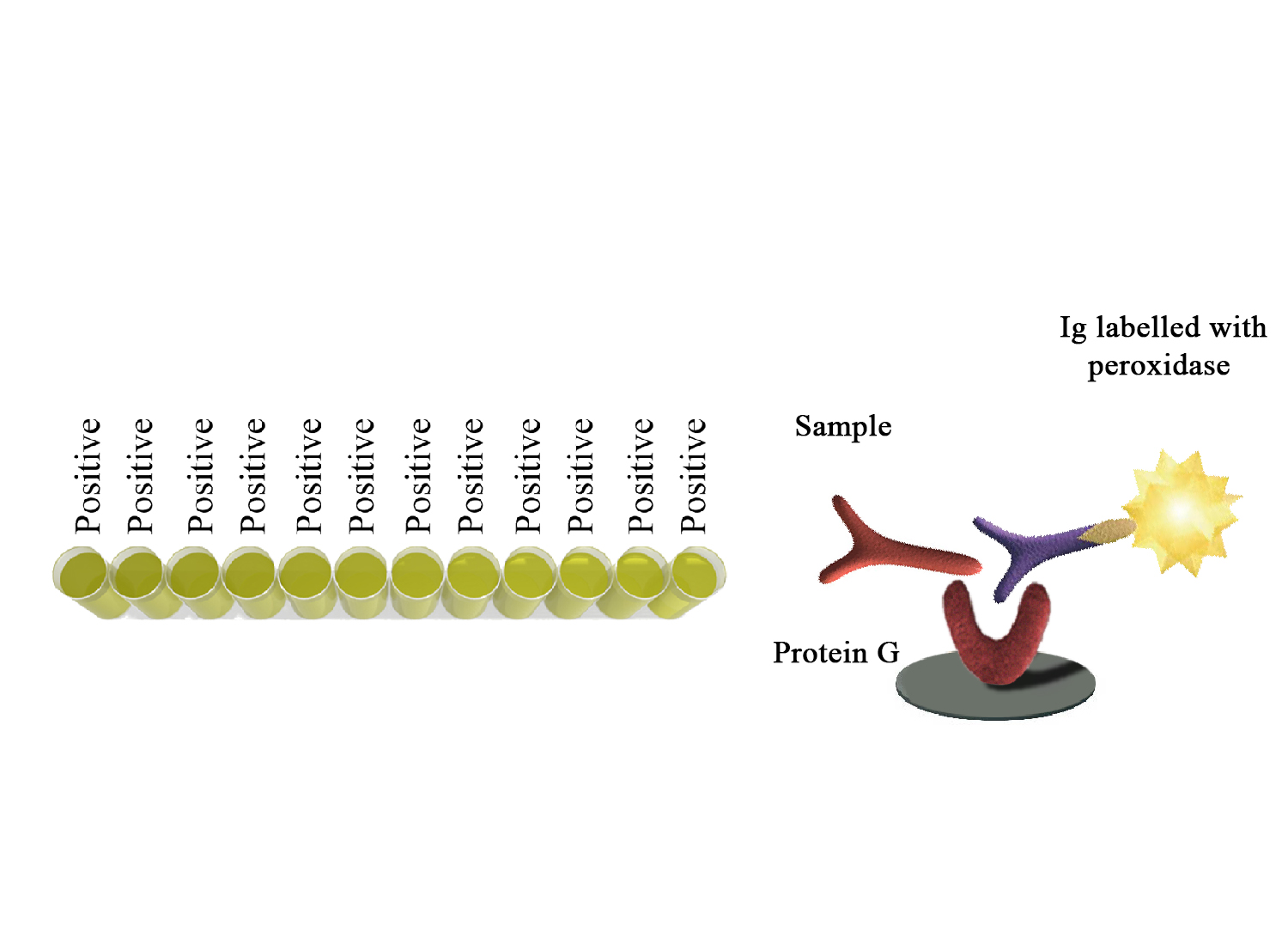 BIO K 420 - MonoScreen QuantELISA Immunoglobulin Easy